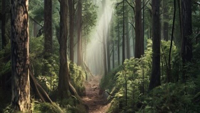Unraveling Mysteries: A Journey into Penrose Fores